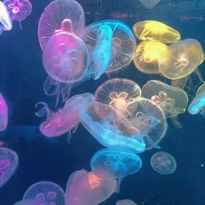 Wonderfulu (Reverb Slowed)