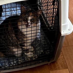 HOME ALONE (Explicit)