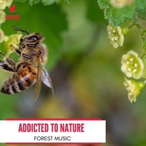 European Red Tailed Hawk