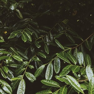 Calming Rains Meditation