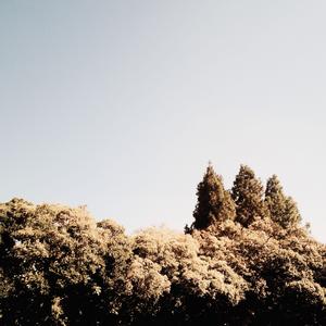 THOUGHTS FROM THE BRAIN