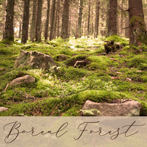 Forest Afternoon