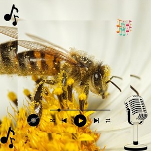 Dronak Kylvek (Original Mix)