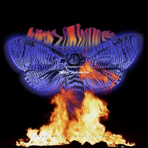 飞蛾扑火 (into the fire)