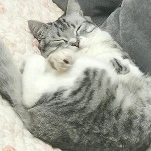 刘cory - 爱的回归线