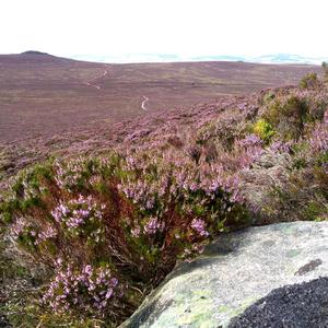 Serene Scotland (Solo Piano)