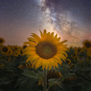 The Spring Will Come