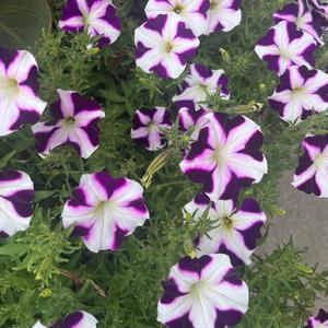 sing 2 it (feat. totallyharml3ss)