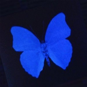 Sugar Baby (Explicit)