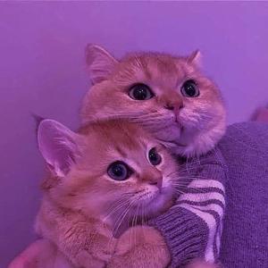 No, Everyone Doesn't NEED