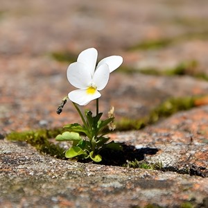 Umut Çiçeğiyim Ben 2