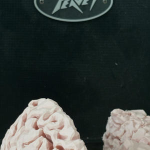 Umbrellas at Coachella (U Bum)