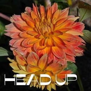 Head Up