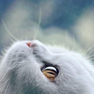 español | Capítulo2-2 一起破案叭~