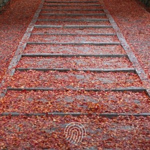 永不失联的爱 (Demo)