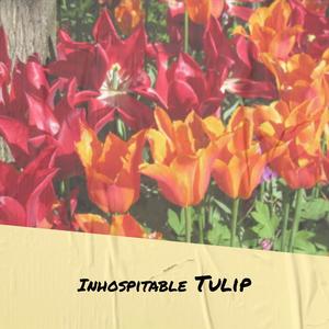 Inhospitable Tulip