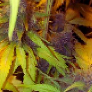 Su Vicio (feat. DVRMV) (Explicit)