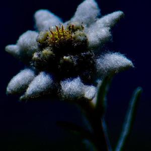Edelweiss (Explicit)