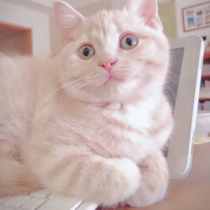 口是心非 (Single Version)