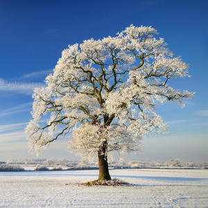 Cold (feat. ohmybrycson) (Explicit)