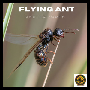 Flying Ant