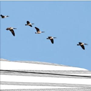 The Birds Are Flying North