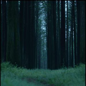 Deep Forest