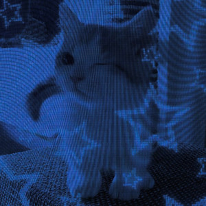 Cat Kitty Cat / FVN! (Jersey Club) (Explicit)