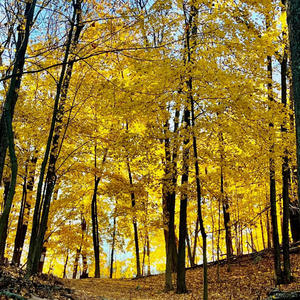 My Peace I give unto you (vocal) John 14:27