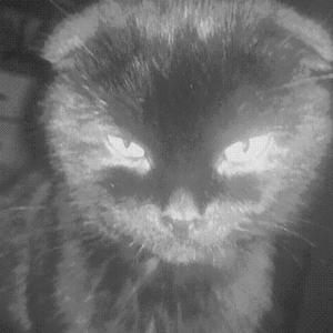 грустный кот