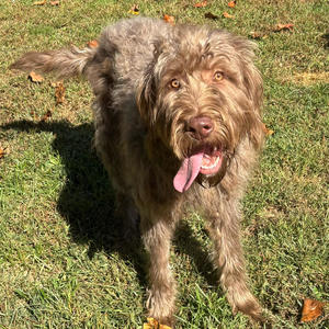 anthedosia + the few years following (Demo)