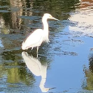 Can't Lie (Explicit)