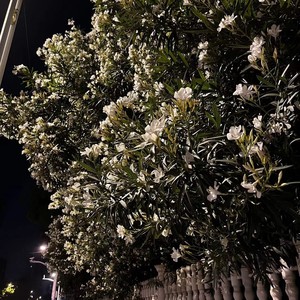 住在莫比乌斯环里的你