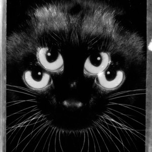 Não Se Faz a Um Gato