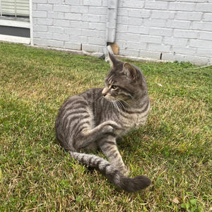 skulls (dem0nant) (Explicit)