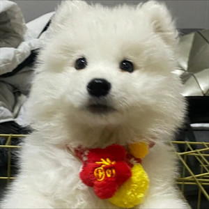 星晴 + 回到过去 + 最后的战役 + 爱我别走-Fortune