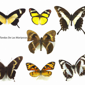 Tandas De Las Mariposas