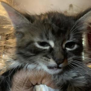 Devileyes (feat. Dooka) (Explicit)