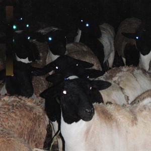 LSYB (feat. JP, sokodomo, viceversa, Untell) (Hongsamman Remix)