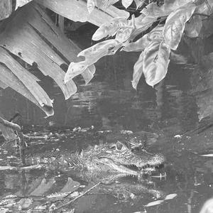 Like Water (feat. Seth & Theo. P) (Explicit)