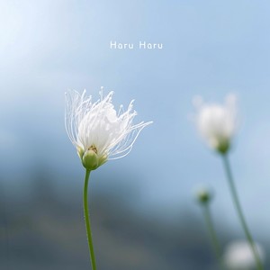 Haru Haru