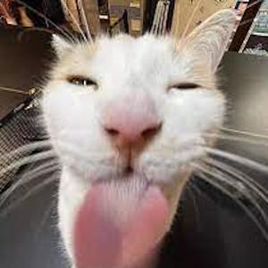 meow :3 (Explicit)