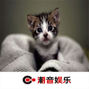 857 (清空扬声器)