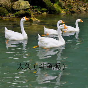 飞行随笔 (斗鱼版)