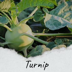 Turnip