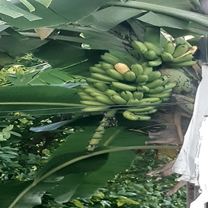 Al Que Le Caiga la Chupa