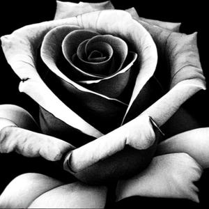 not the same (feat. DanYaro & weildulebst) (Explicit)