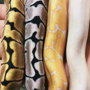 누군가에겐 로또, 누군가에겐 선전포고..