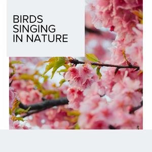 Birds Singing in Nature