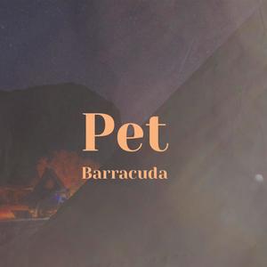 Pet Barracuda